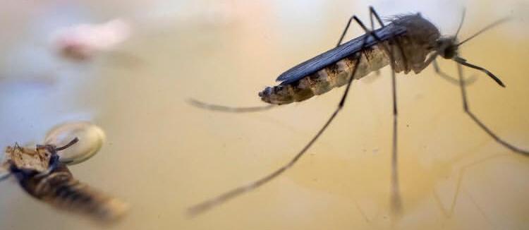 Mapambano Dhidi ya Malaria Yakwama Duniani