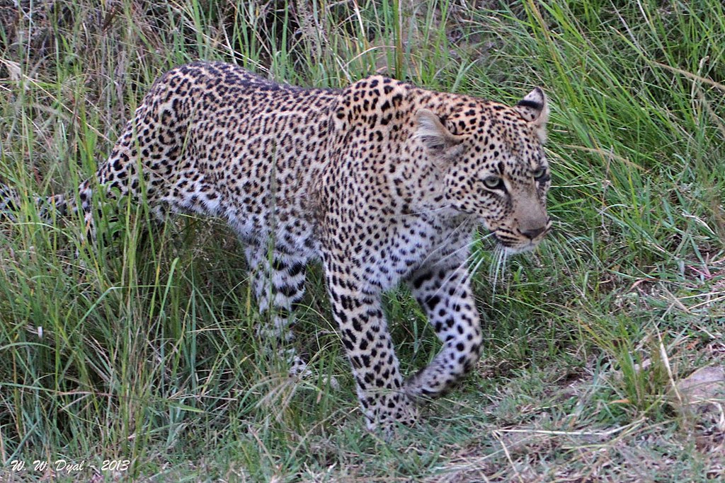 Chui Tishio Akamatwa Simiyu